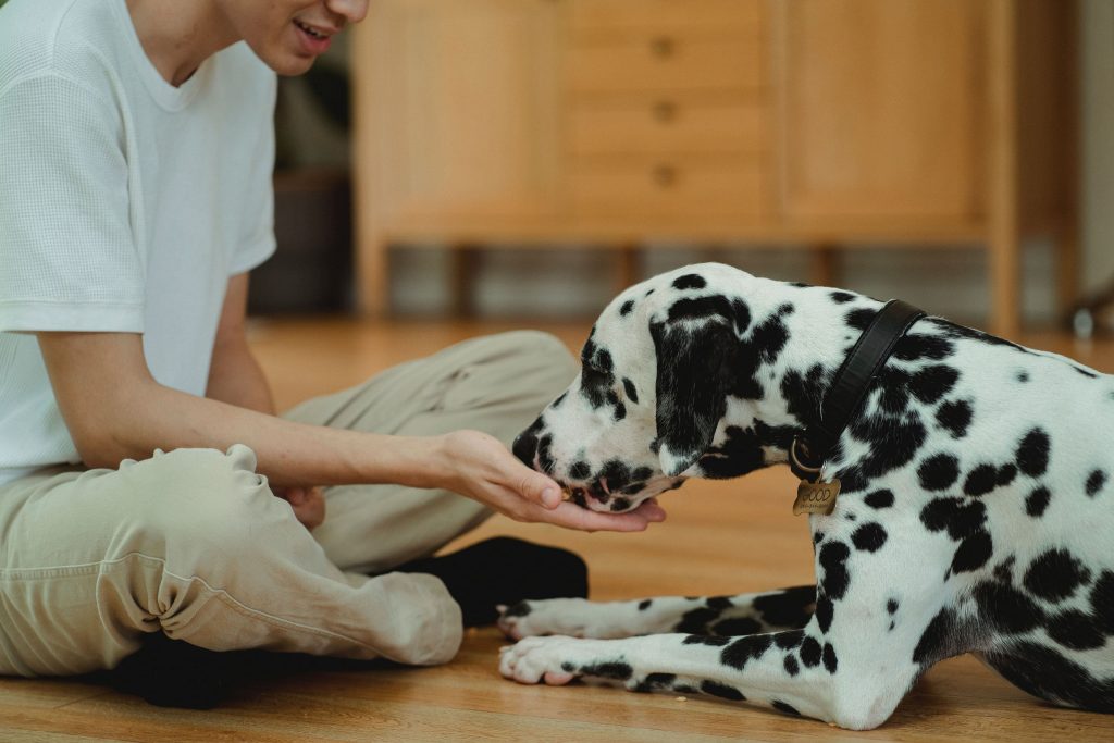 Cachorro Dálmata comendo diretamente na mão do tutor