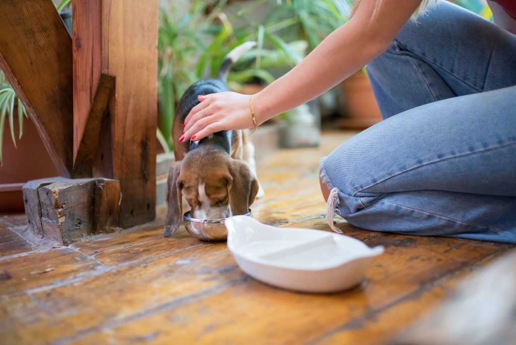 Cachorro porte pequeno se alimentando 