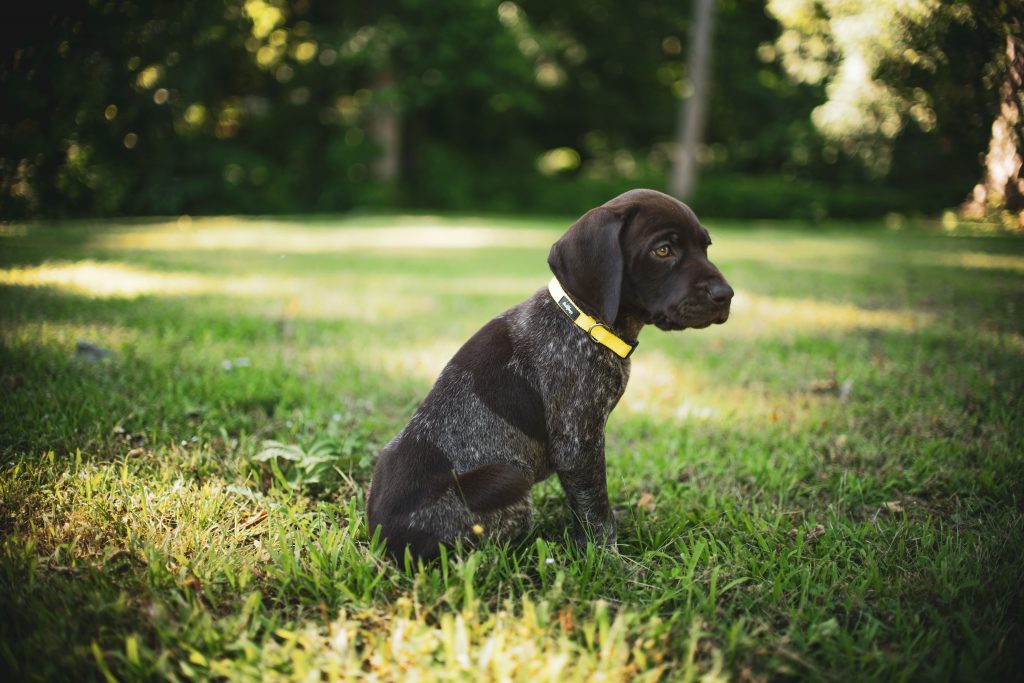 Filhote de labrador em parque 