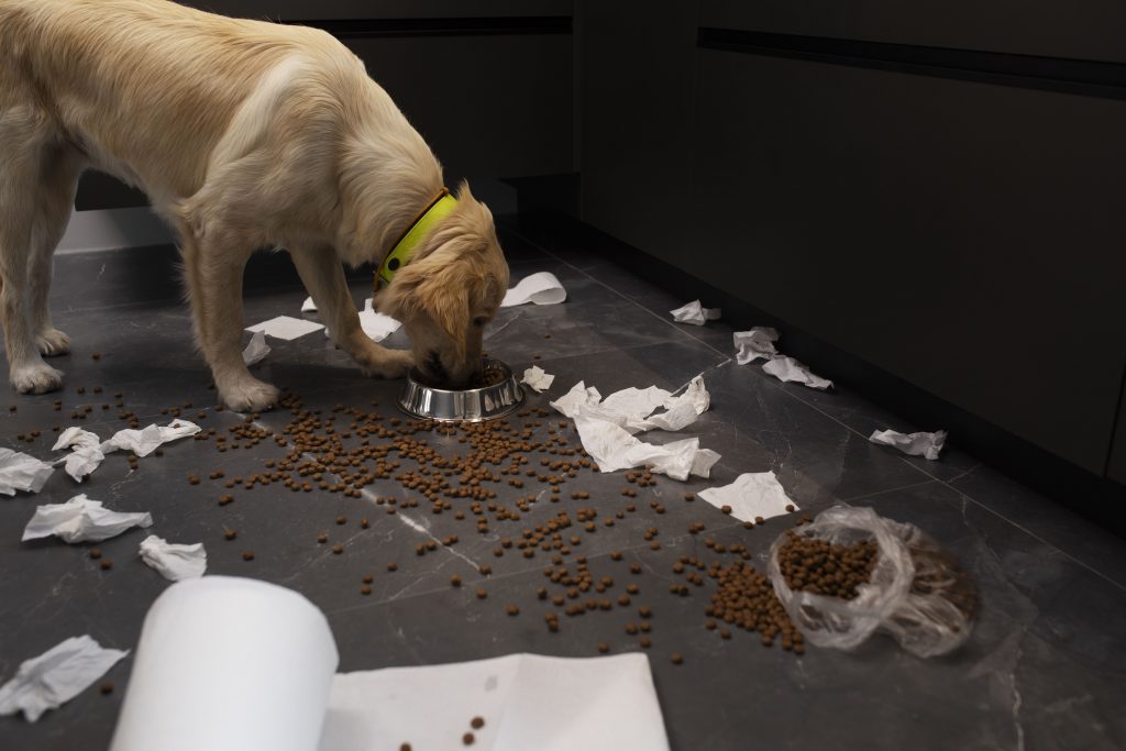Cachorro se alimentando em um ambiente todo sujo de papel higiênico 