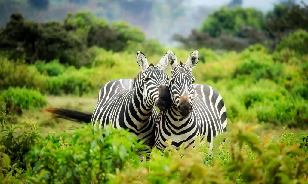 Duas zebras na floresta