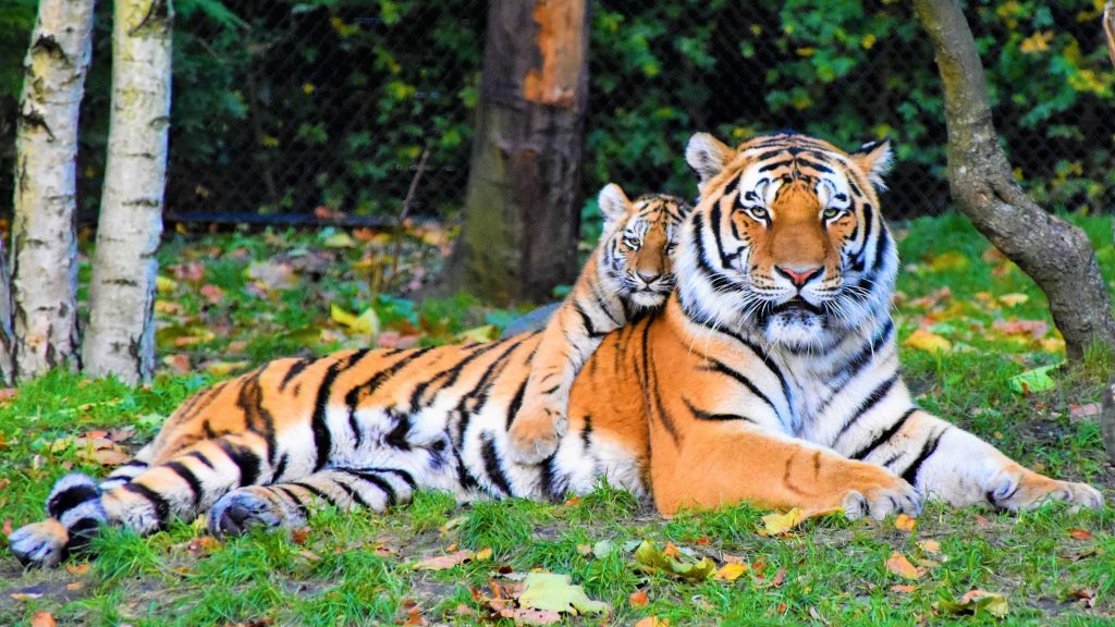 Tigre filhote deitado em cima do tigre adulto em uma floresta