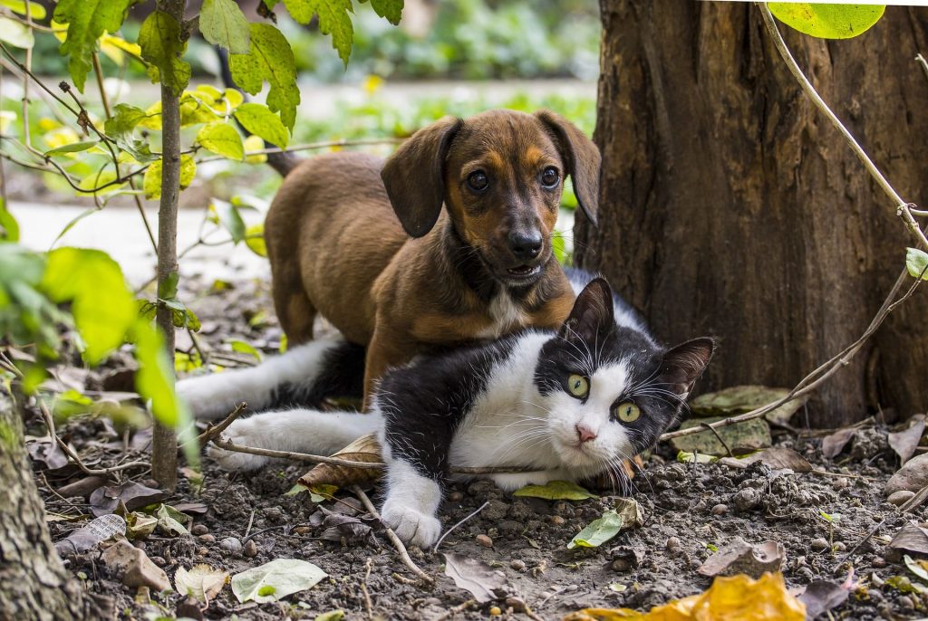 Cachorro e gato brincando juntos