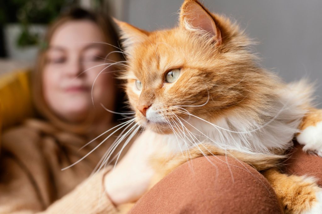 Doenças de gato: conheça as principais