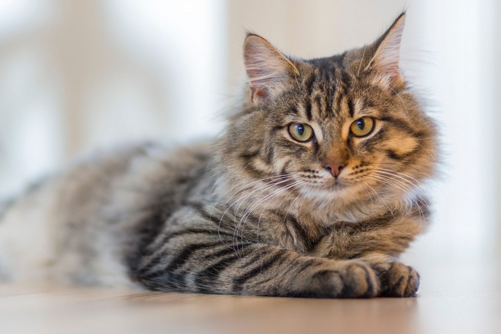 Doenças do gato: Maine Coon
