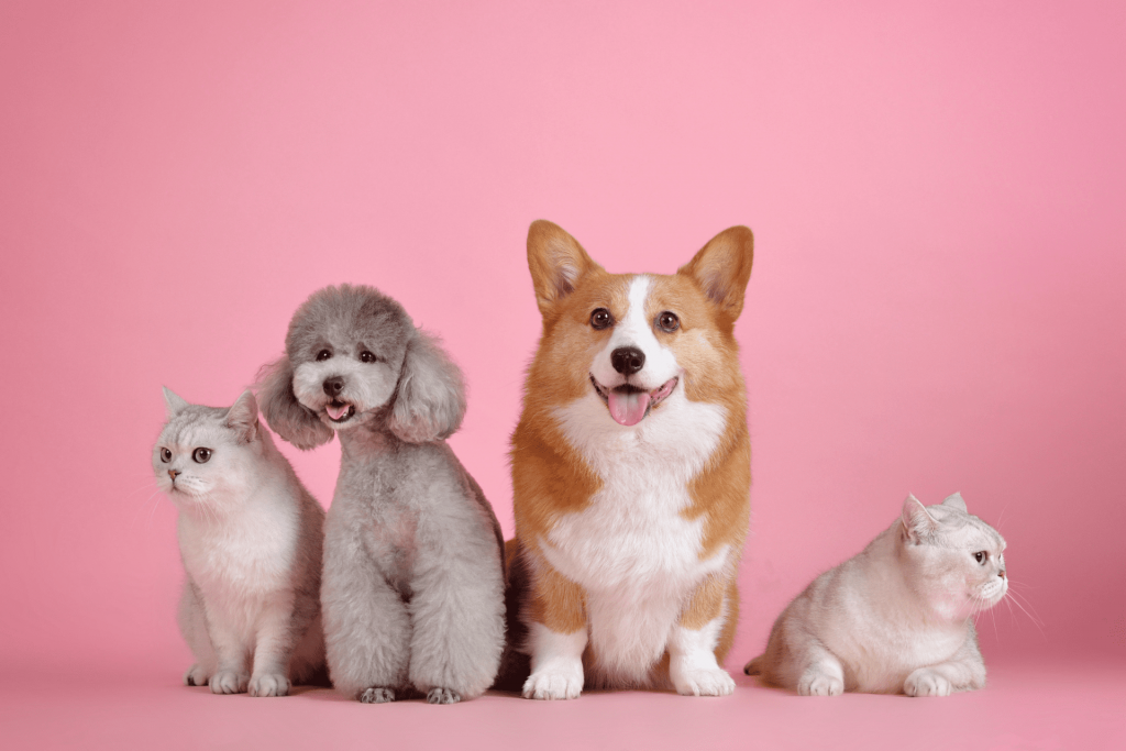 Outubro rosa pet: mês da prevenção do câncer em cadelas e gatas