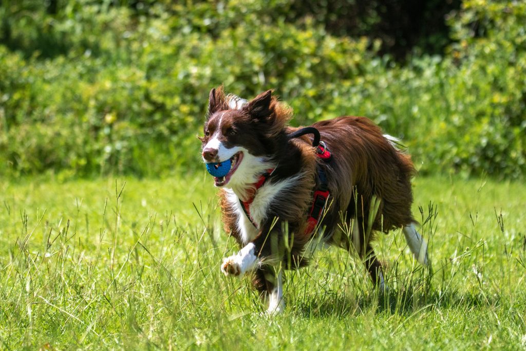 cachorro praticando exercício fisico