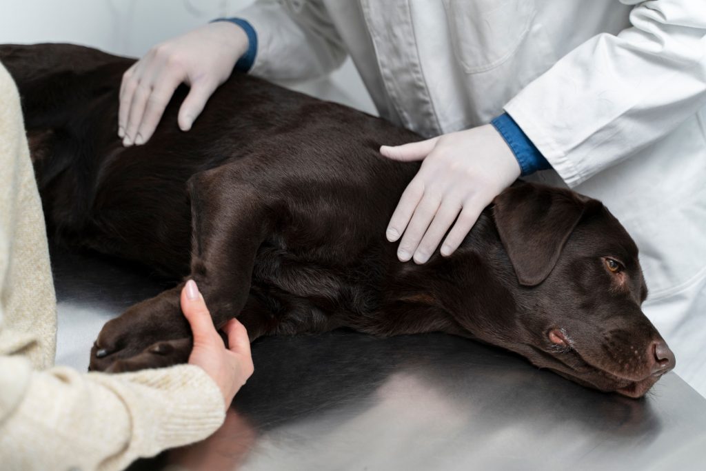 Saiba tudo sobre a eutanásia em cães - Blog da Pet Anjo