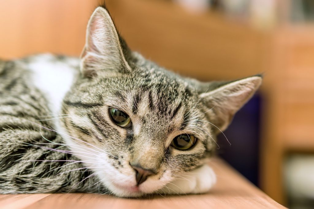 Gato malhado doente deitado