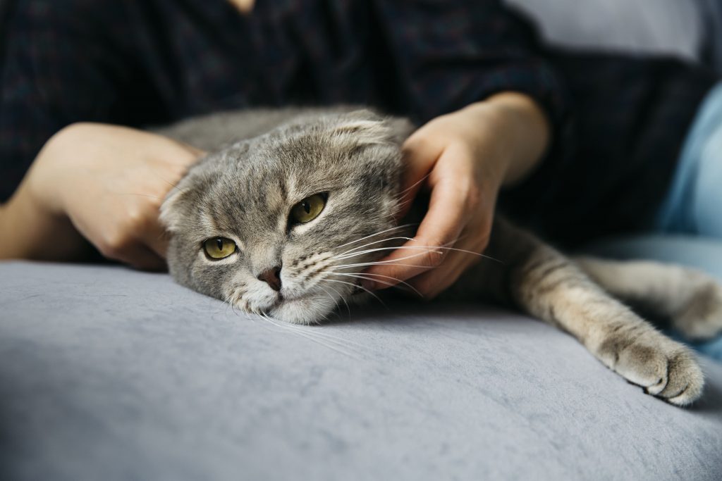 Tudo que você precisa saber sobre eutanásia em gatos