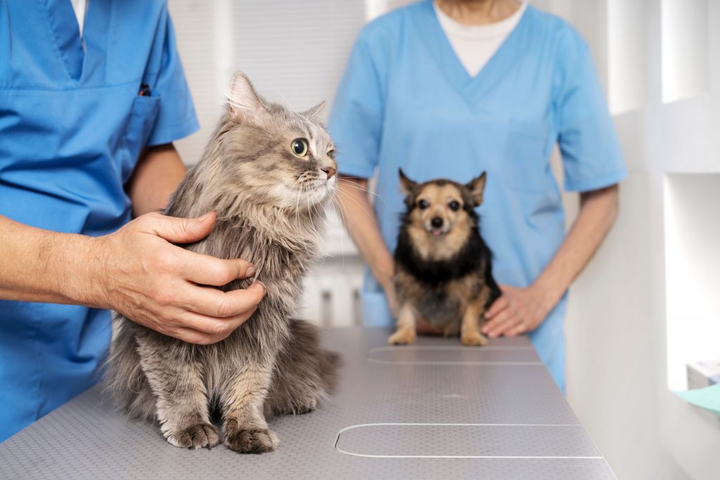 Gato e cachorro no médico-veterinário
