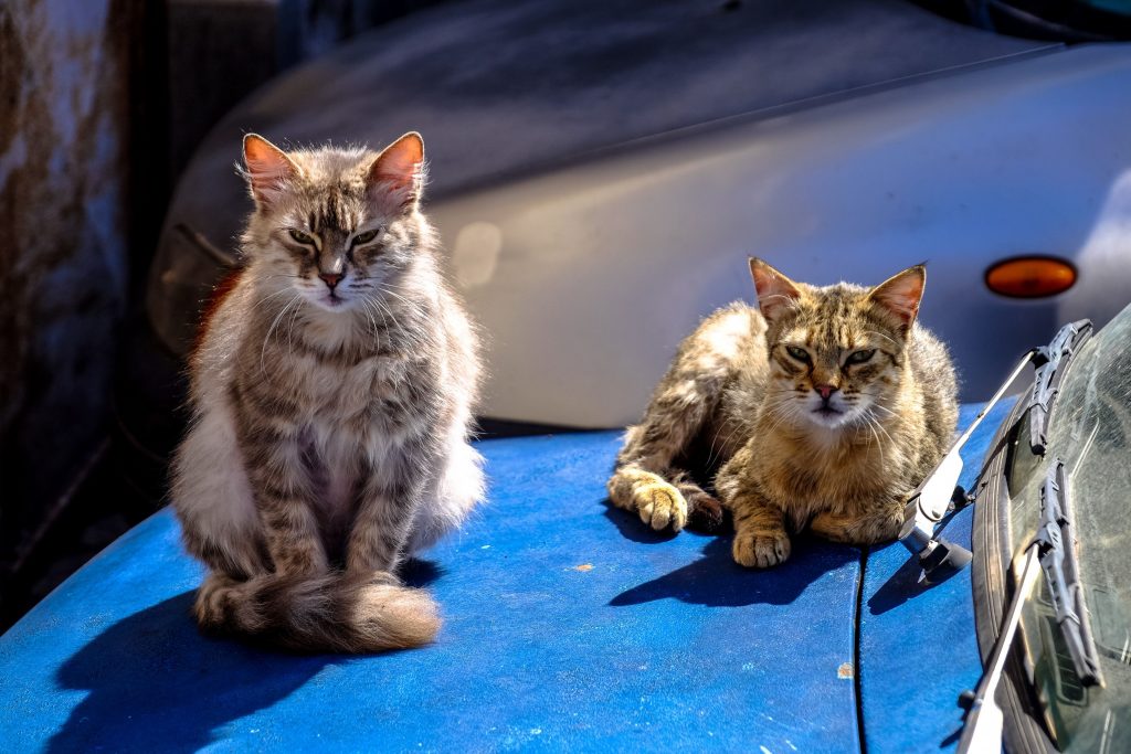 Dois gatos juntos em cima de um capô de carro azul