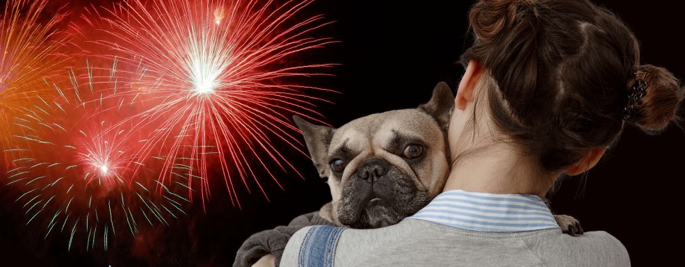 Entenda por que cachorro tem medo de fogos de artifício