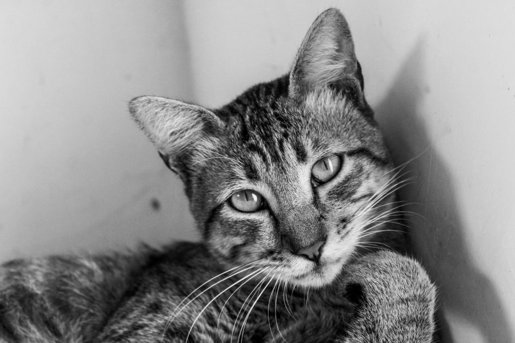 Quantos anos vive um gato? Confira