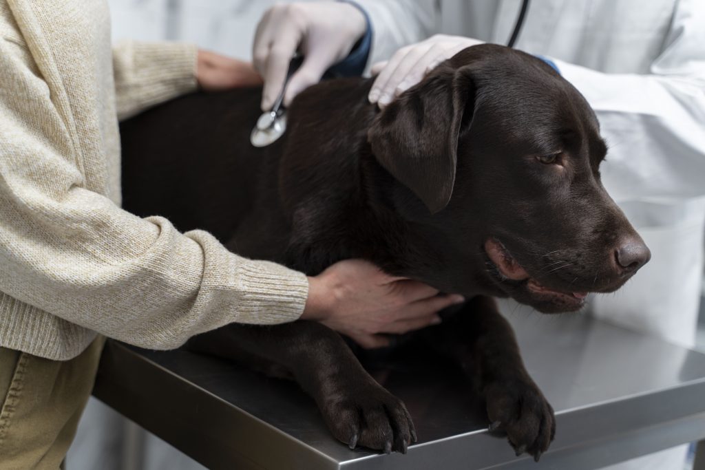 Cachorro da raça Labrador retriever no médico-veterinário realizando exames para ser um doador de sangue
