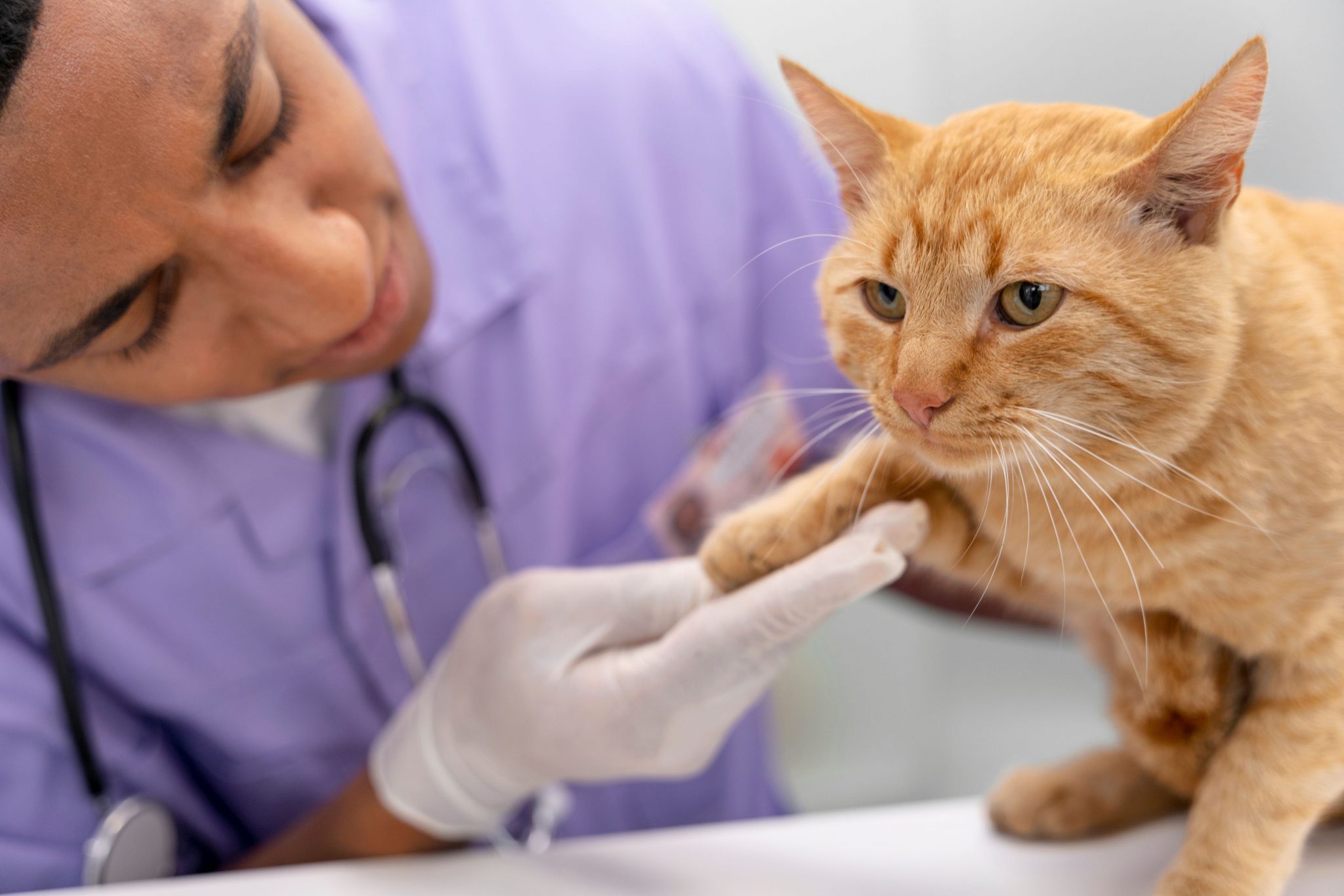 Saiba tudo sobre a transfusão de sangue em gatos