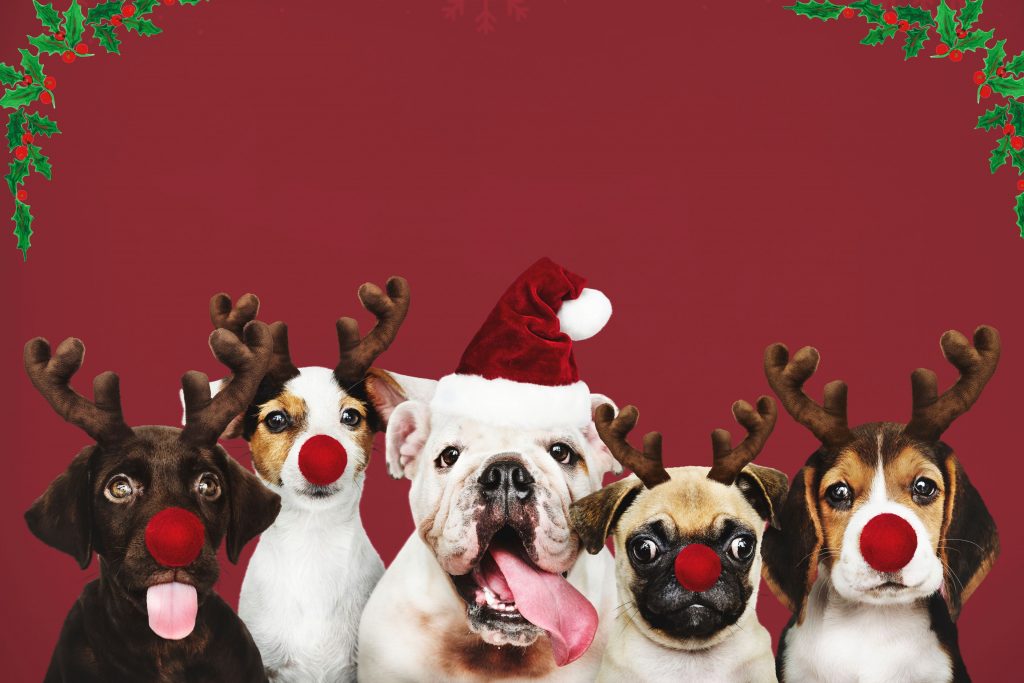 Cachorros com gorro de papai noel