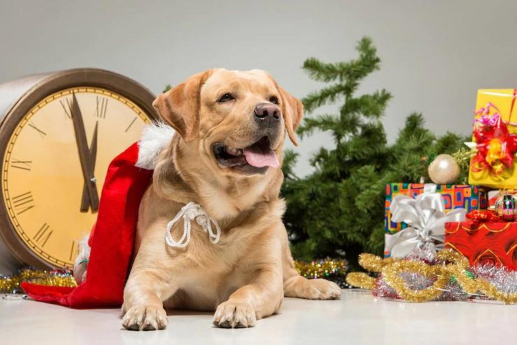Labrador arrumado para o natal