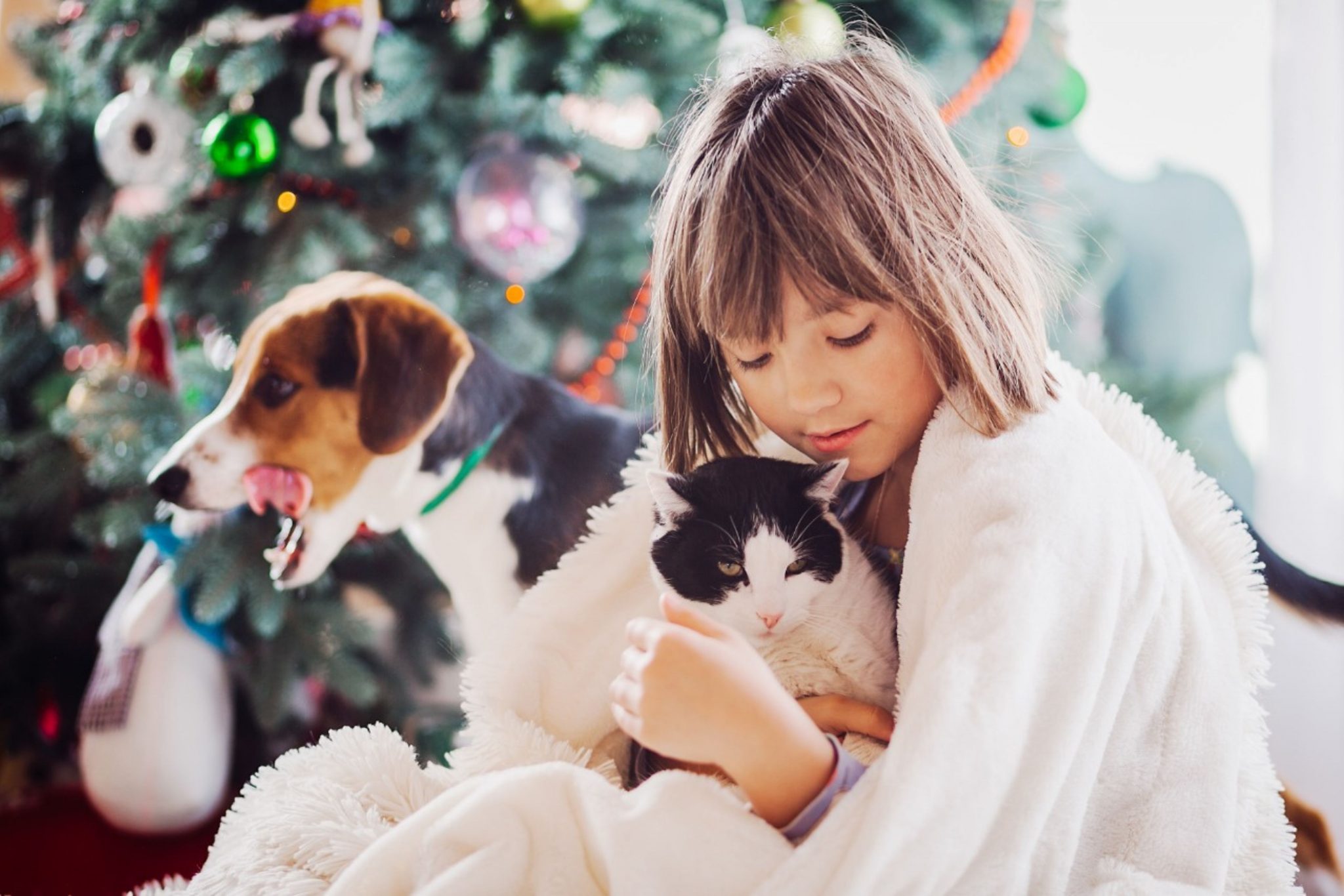 Ceia de Natal: confira os alimentos permitidos e proibidos para pets