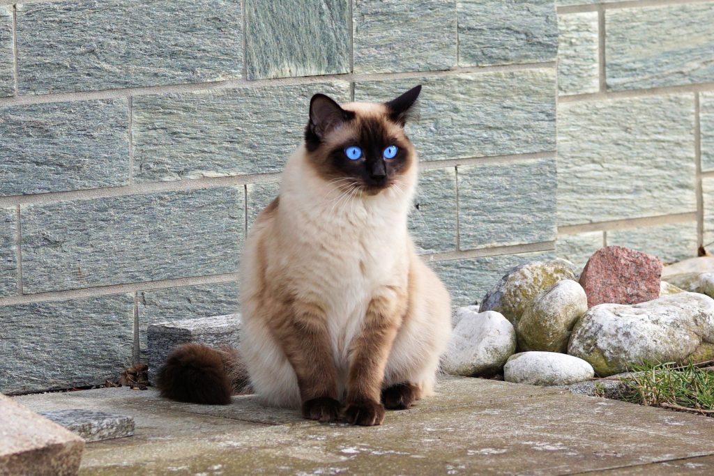 As melhores ideias de nomes para gatos