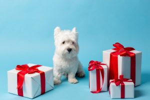 Cachorro branco, porte pequeno, ao lado de 4 caixas de presente