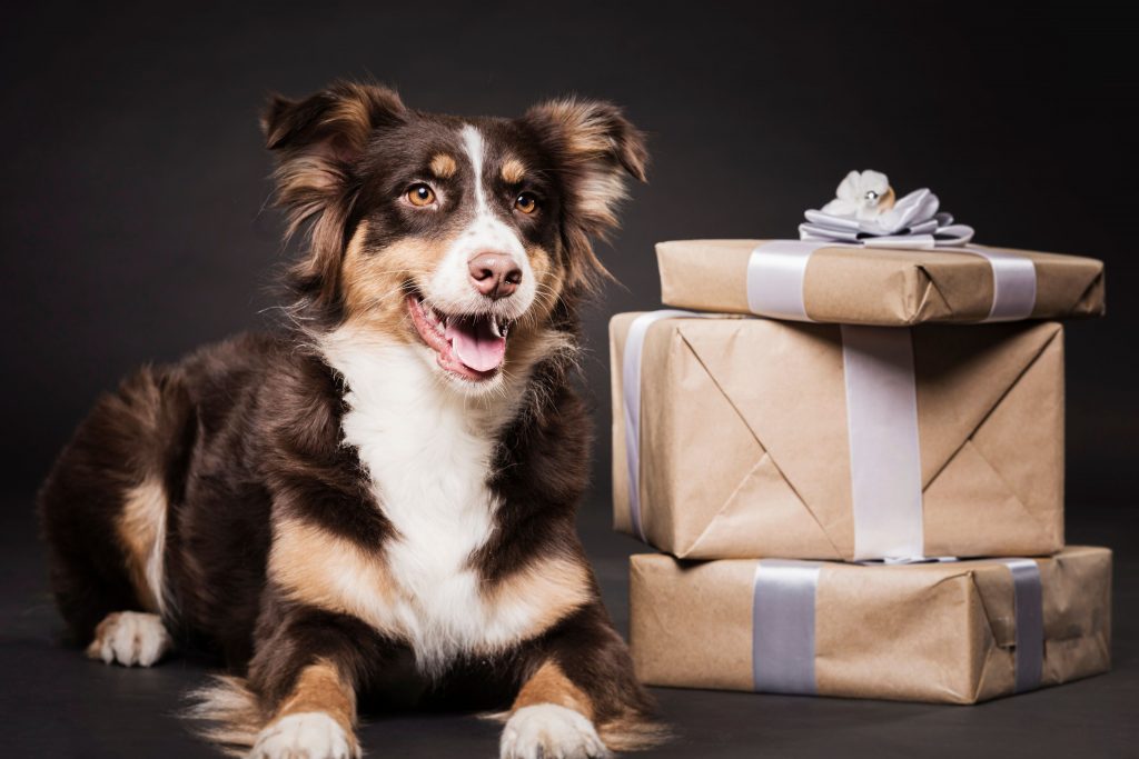 26 melhores ideias de presente para cachorro -