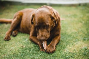 Presente para cachorro: petisco