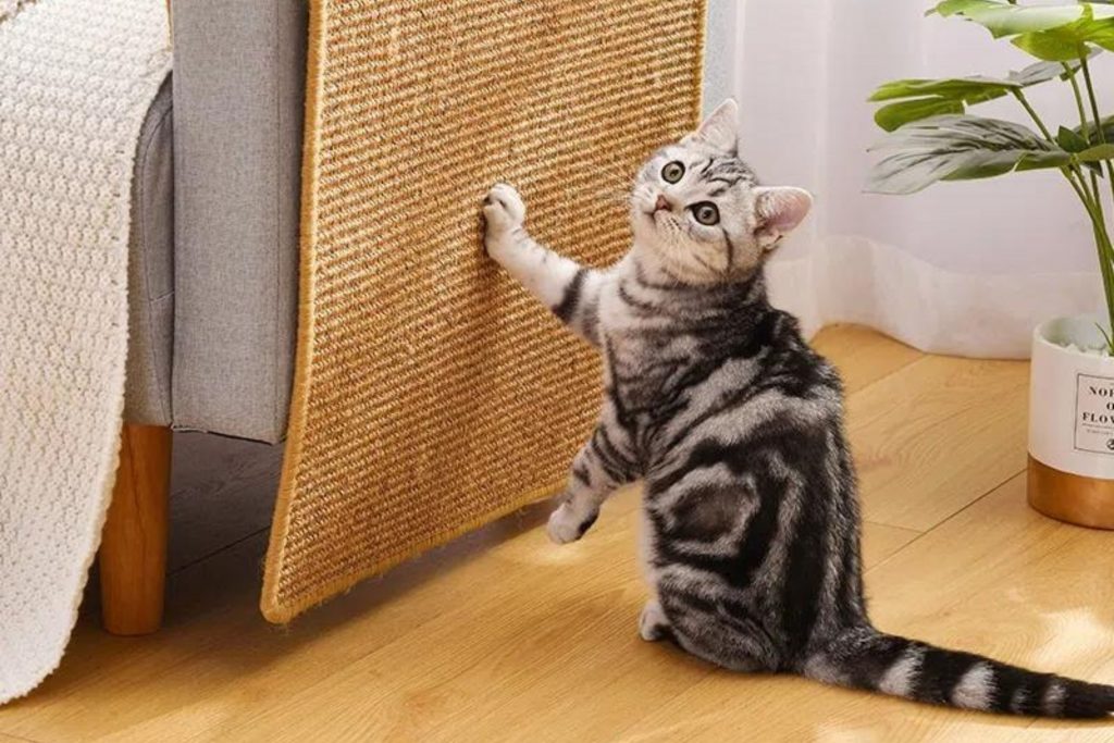 Presenta para gato: Tapete Arranhador 