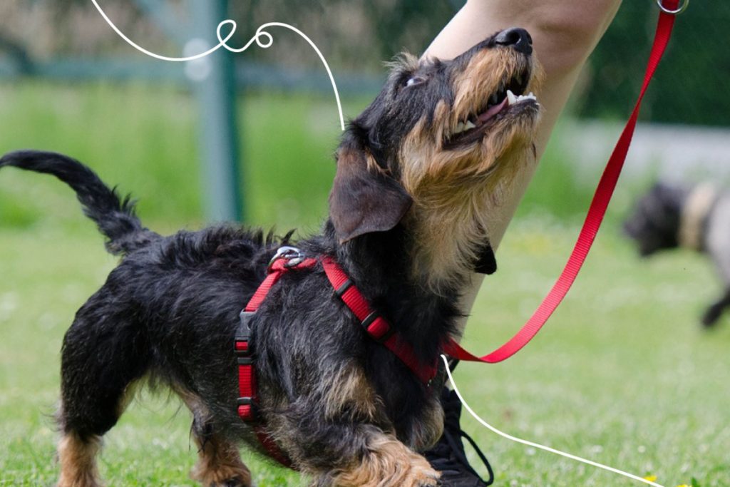 Cachorro passeando no parque com um profissional Dog Walker