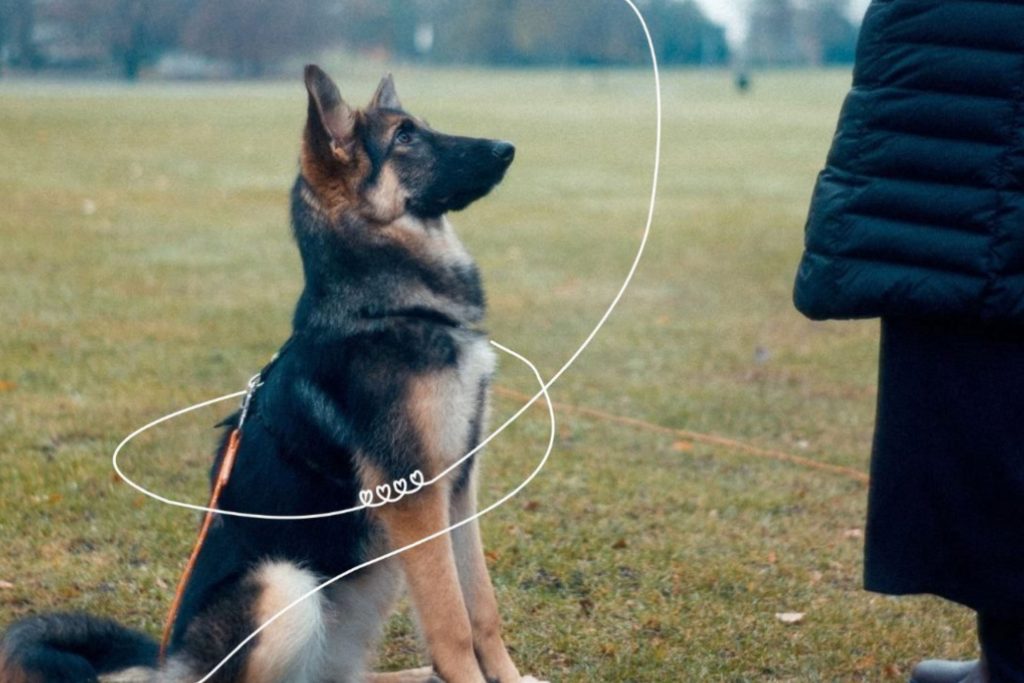Universidade Pet Anjo: adestramento de cães