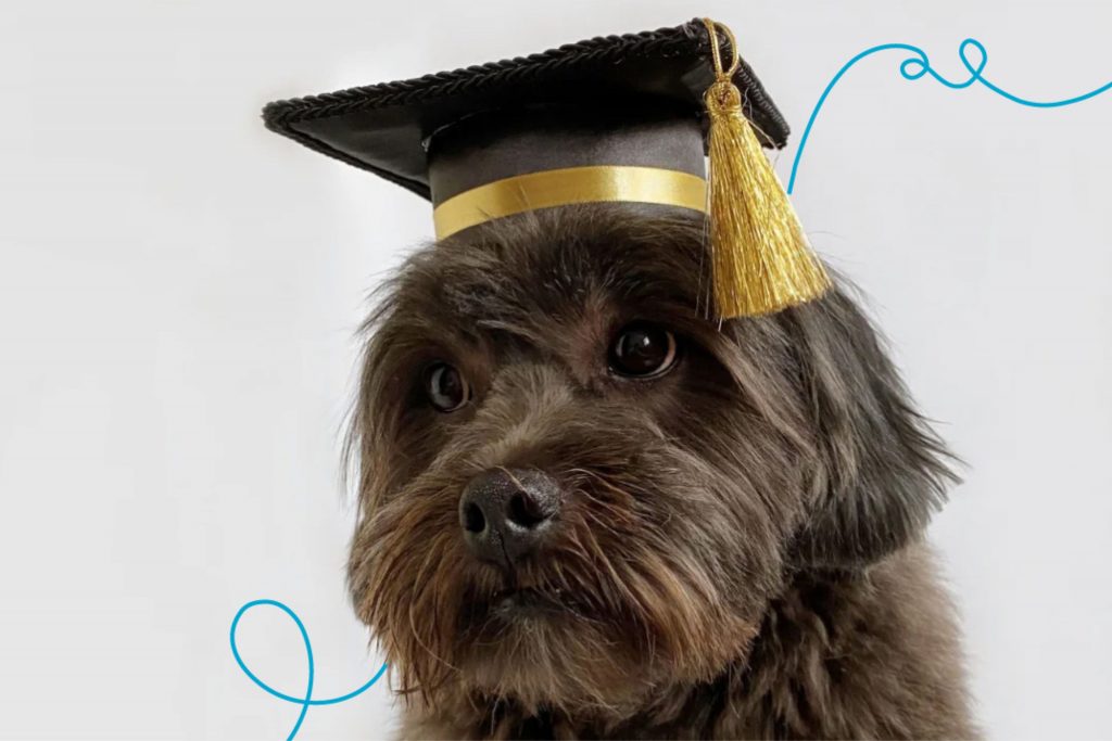 Conheça a universidade Pet Anjo