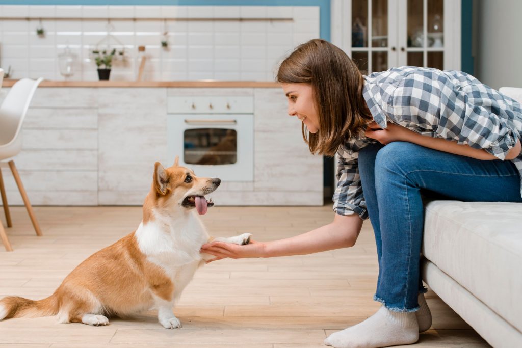 Cachorro dando a pata para a adestradora de cães