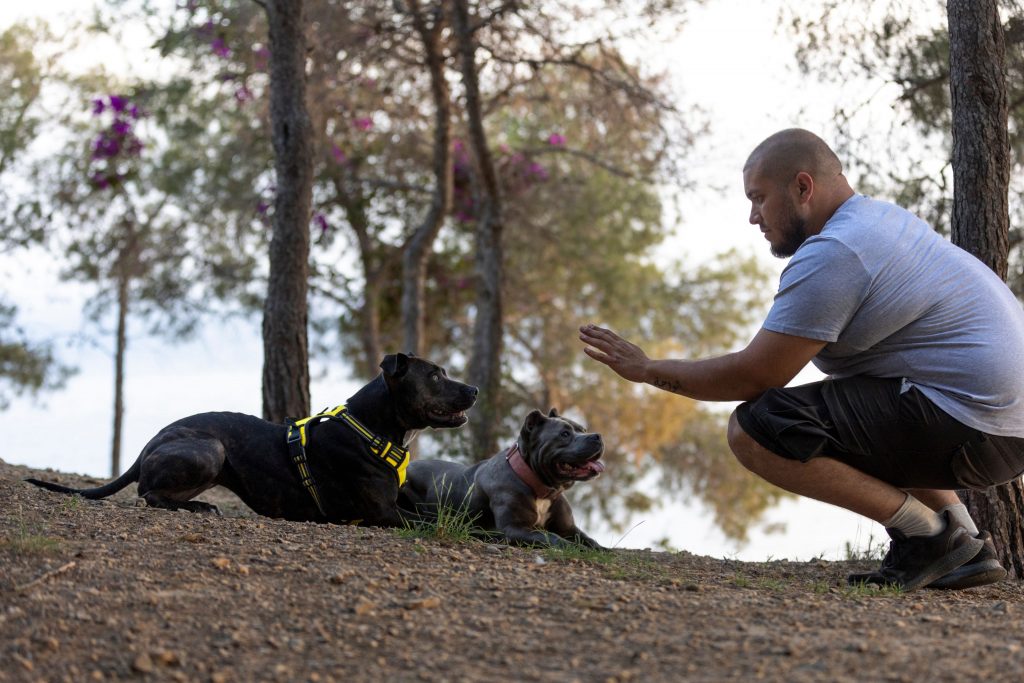 Profissional adestrador ensinado comando a dois cachorros em um parque