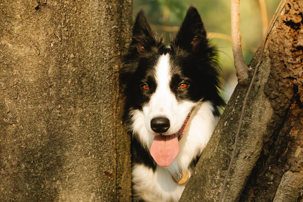 Border Collie preto e branco