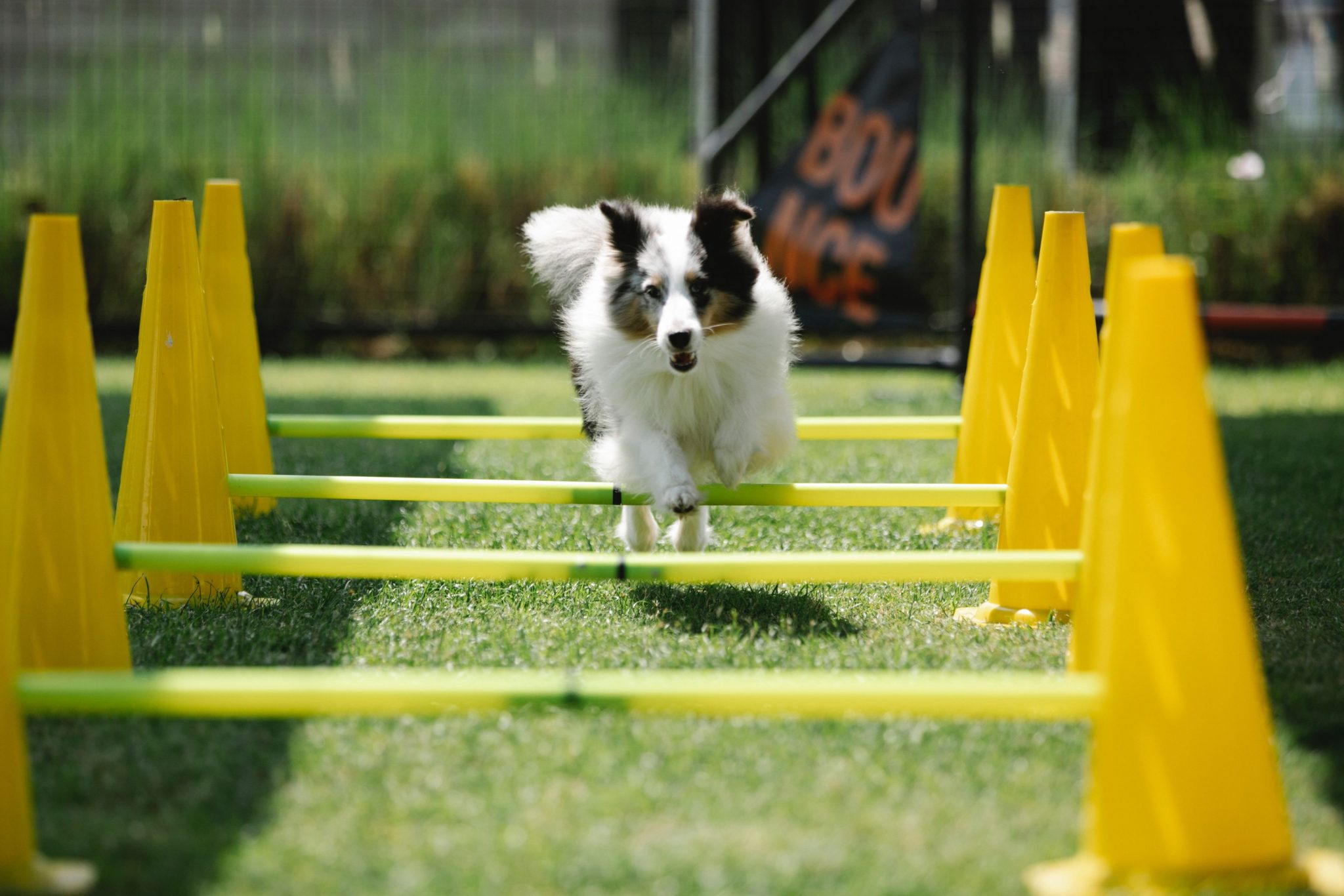 Cachorro Border Collie: conheça a raça! Blog da Pet Anjo