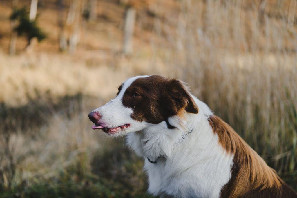 Cão da raça Border collie com a pelagem longa de cor branca e marrom