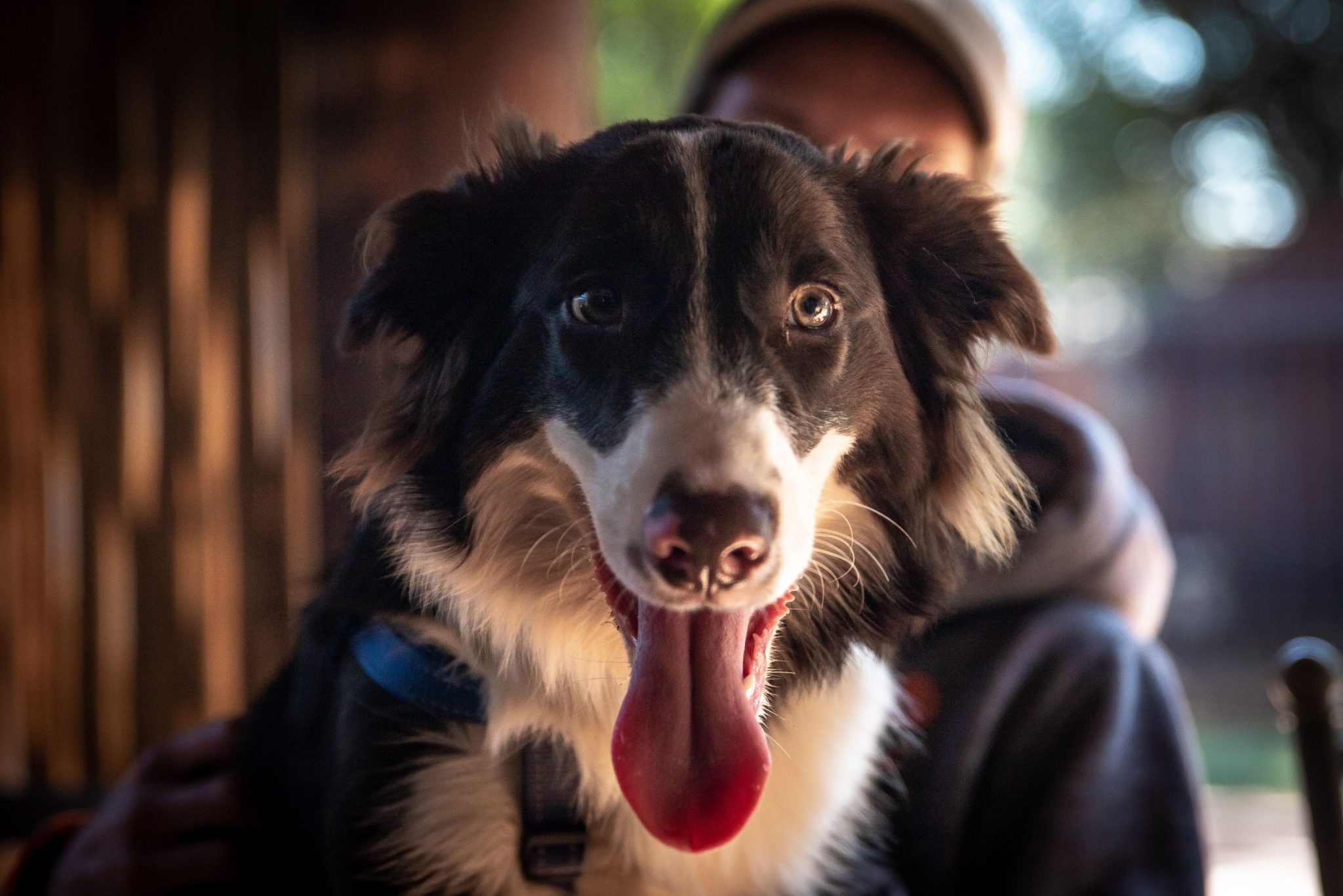 Cachorro Border Collie: conheça a raça! Blog da Pet Anjo