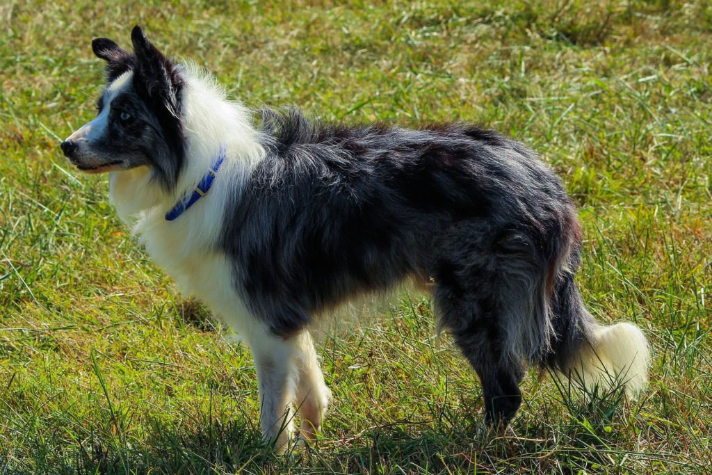 Border Collie preto e branco 