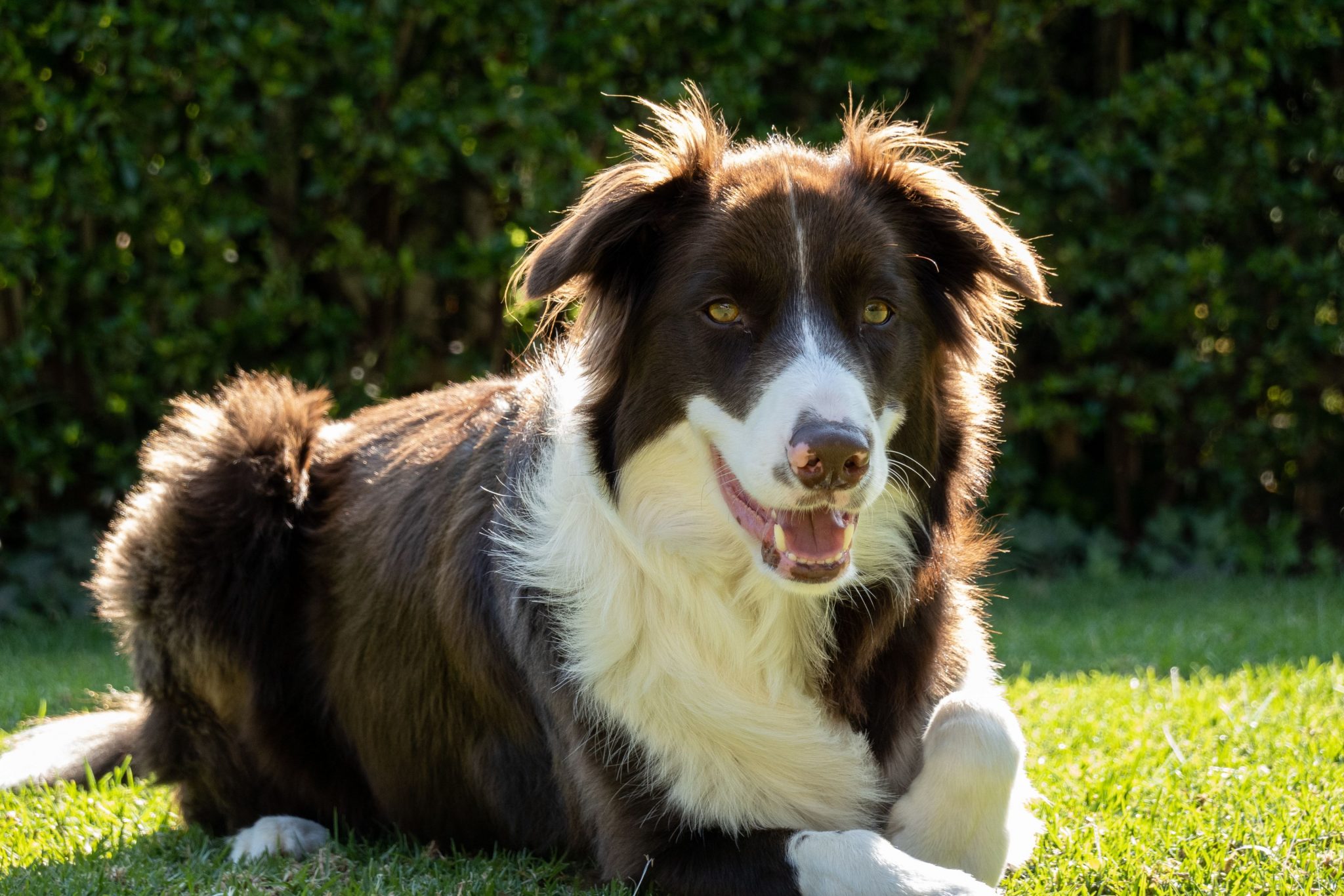 Cachorro Border Collie na cor marrom e branco deitado na grama