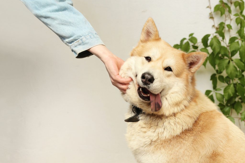 Profissional de Creche Pet passando a mão em um cachorro da raça Akita