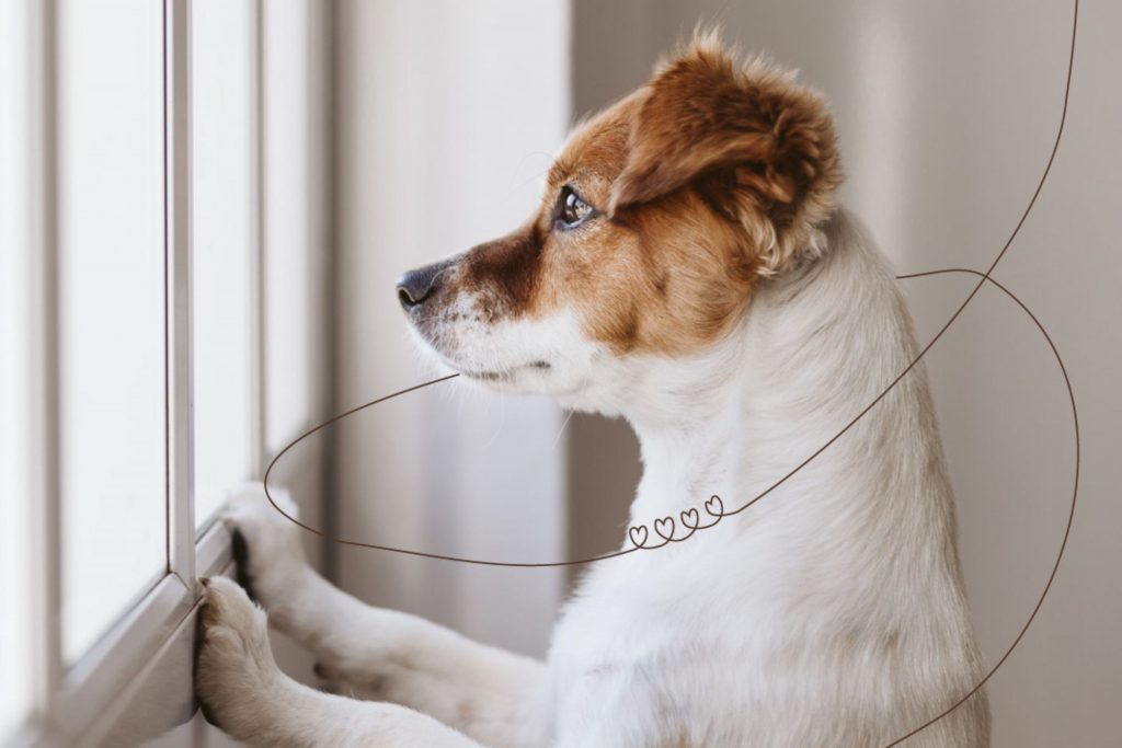 Cãozinho olhando pela janela