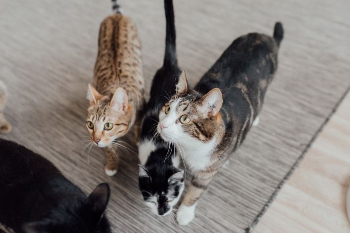 Dia Mundial do Gato: quatro gatos juntos 
