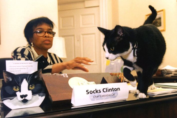 Famoso gato Socks 