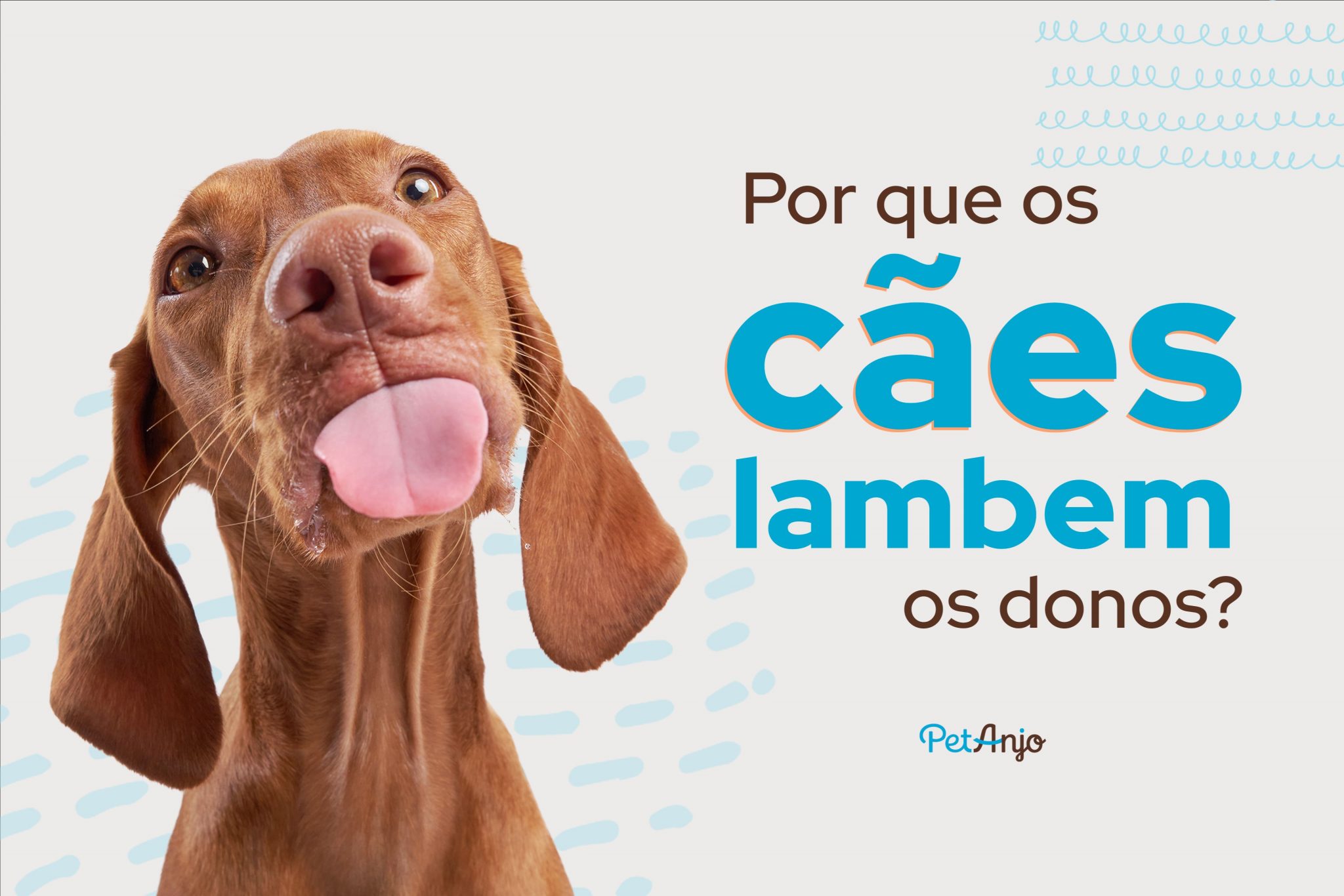 Por que os cachorros lambem os donos? Descubra Agora!