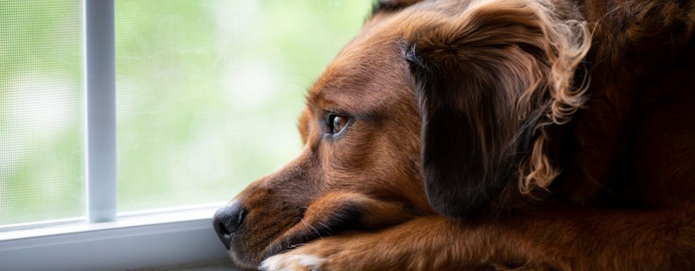 Descubra o que é ansiedade de separação em cachorros