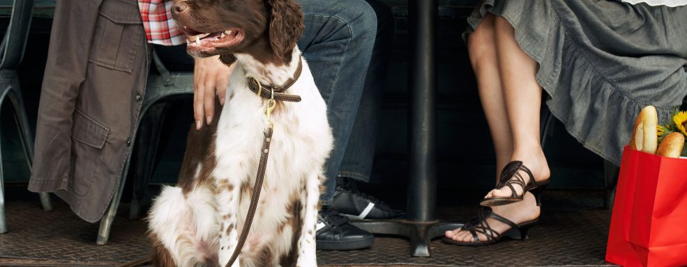 Como ter um cachorro comportado em locais públicos