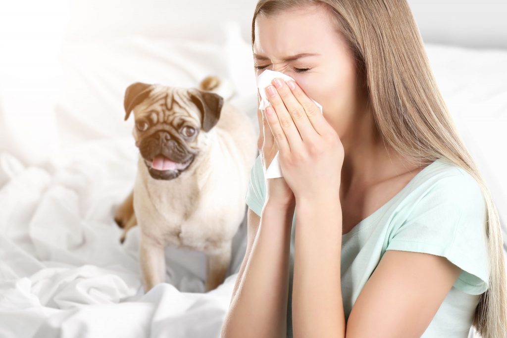 Cachorro hipoalergênico: saiba tudo sobre os cães para pessoas alérgicas