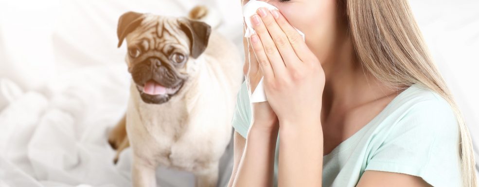 Cachorro hipoalergênico: saiba tudo sobre os cães para pessoas alérgicas