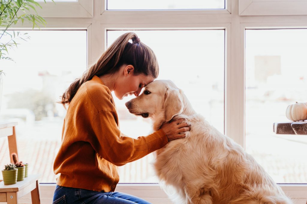 Confira como tratar cachorro com ansiedade de separação