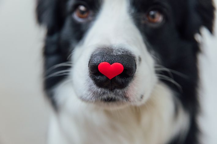 Cachorro com um coração no nariz